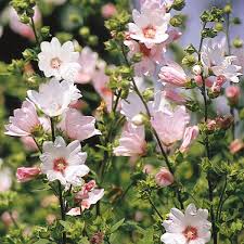 Image result for Lavatera thuringiaca