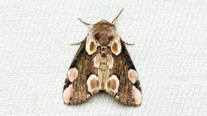 Attēlu rezultāti vaicājumam “Thyatira batis”