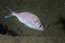 Image result for Calamus bajonado