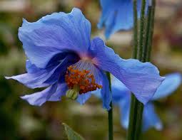 Image result for Meconopsis betonicifolia