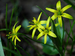 Attēlu rezultāti vaicājumam “Gagea pratensis flower”