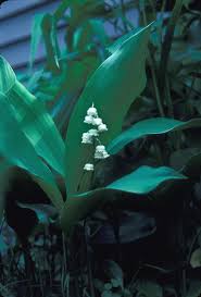 Attēlu rezultāti vaicājumam “Convallaria majalis leaf”