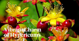 Image result for Hypericum perforatum