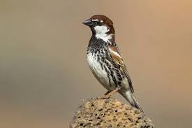 Image result for Passer hispaniolensis