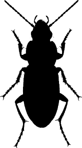 Attēlu rezultāti vaicājumam “Poecilus lepidus”