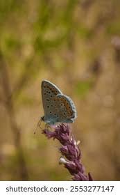 Attēlu rezultāti vaicājumam “Polyommatinae”