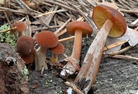 Attēlu rezultāti vaicājumam “Gymnopilus picreus”