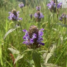 Attēlu rezultāti vaicājumam “Prunella vulgaris flower”