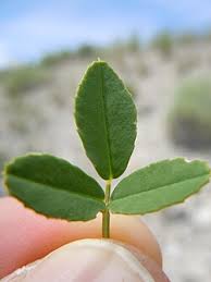 Attēlu rezultāti vaicājumam “Melilotus”