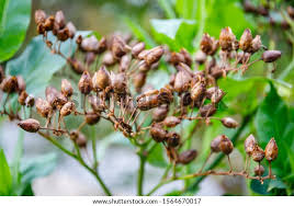 Attēlu rezultāti vaicājumam “Nicotiana tabacum fruit”