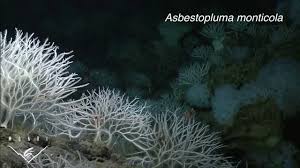 Attēlu rezultāti vaicājumam “Tubifera applanata sessile”