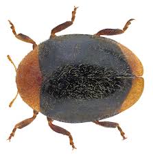 Image result for Cryptolaemus