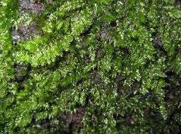 Attēlu rezultāti vaicājumam “Myurella julacea”