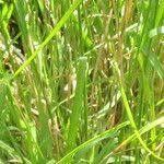 Attēlu rezultāti vaicājumam “Luzula luzuloides fruit”