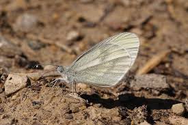 Attēlu rezultāti vaicājumam “Leptidea sinapis”