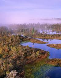 Attēlu rezultāti vaicājumam “Hamatocaulis lapponicus”