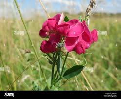 Attēlu rezultāti vaicājumam “Lathyrus tuberosus leaf”