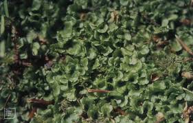 Attēlu rezultāti vaicājumam “Pellia epiphylla sporophyte”