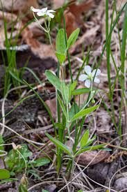 Attēlu rezultāti vaicājumam “Moehringia lateriflora leaf”