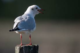 Attēlu rezultāti vaicājumam “Larus ridibundus adult”
