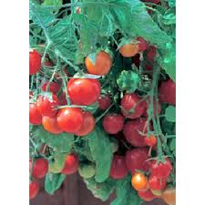 Afbeeldingsresultaat voor crnkovic yugoslavian tomato