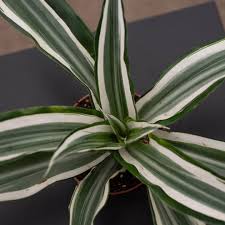 Attēlu rezultāti vaicājumam “Dianemataceae”