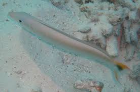 Image result for Malacanthus plumieri