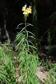 Attēlu rezultāti vaicājumam “Linaria vulgaris leaf”