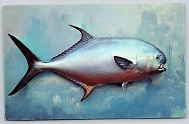 Image result for Trachinotus falcatus