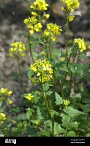 Attēlu rezultāti vaicājumam “Sinapis alba flower”