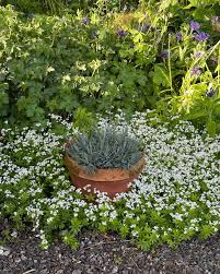 Attēlu rezultāti vaicājumam “Galium odoratum flower”