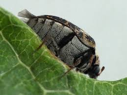 Attēlu rezultāti vaicājumam “Anthrenus museorum”