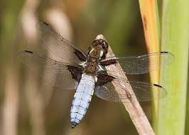 Attēlu rezultāti vaicājumam “Libellula depressa male”