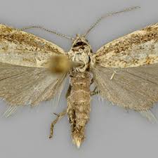 Attēlu rezultāti vaicājumam “Platytes alpinella”