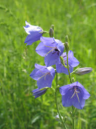 Attēlu rezultāti vaicājumam “Campanula persicifolia flower”