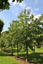 Attēlu rezultāti vaicājumam “Castanea sativa”