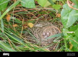 Attēlu rezultāti vaicājumam “Emberiza schoeniclus eggs”
