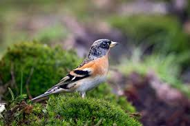 Image result for Fringilla montifringilla