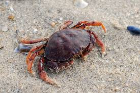 Image result for Cancer irroratus