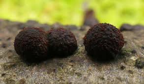 Attēlu rezultāti vaicājumam “Hypoxylon fragiforme / howeianum”