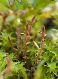 Attēlu rezultāti vaicājumam “Bryum weigelii”