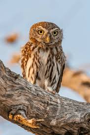 Attēlu rezultāti vaicājumam “Strigiformes”