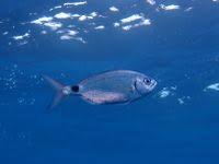 Image result for Oblada melanurus