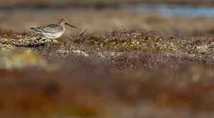 Attēlu rezultāti vaicājumam “Limosa lapponica adult”