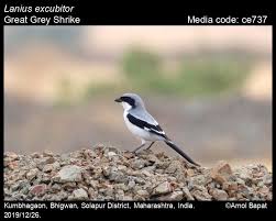 Attēlu rezultāti vaicājumam “Lanius excubitor”