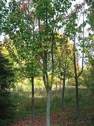 Attēlu rezultāti vaicājumam “Acer rufinerve fruit”