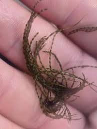 Attēlu rezultāti vaicājumam “Lemanea fluviatilis”