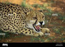 Afbeeldingsresultaat voor cheeta