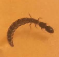 Attēlu rezultāti vaicājumam “Raphidioptera larva”