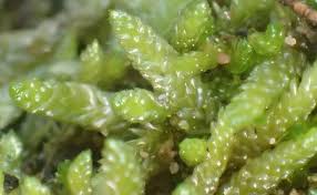 Attēlu rezultāti vaicājumam “Pseudoscleropodium purum”